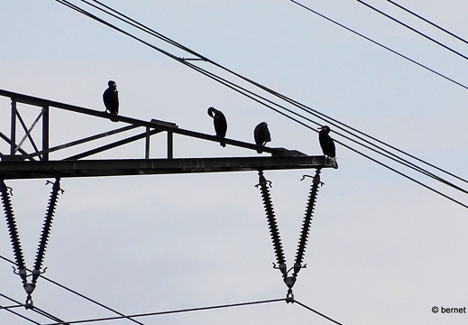 24-05-13-kinzigdecih-kormoran-familie-041