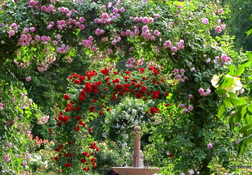 24-05-27-rosengarten-004