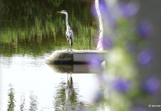 24-06-28-am grossendeich-reiher-