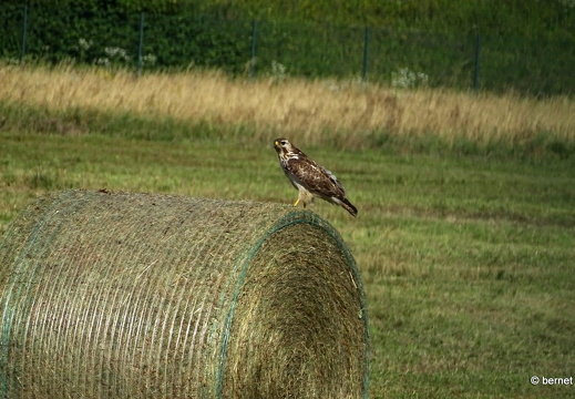 24-07-09-teichstrasse-wasserschutzgebiet-022