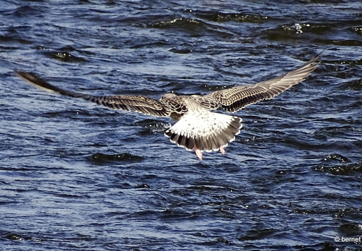 24-07-21-teichstrasse-stoerche-005