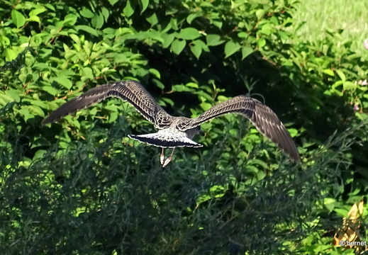 24-07-21-teichstrasse-stoerche-006