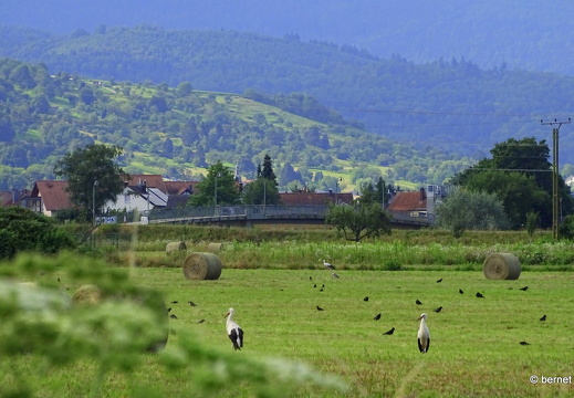 24-07-21-teichstrasse-stoerche-038