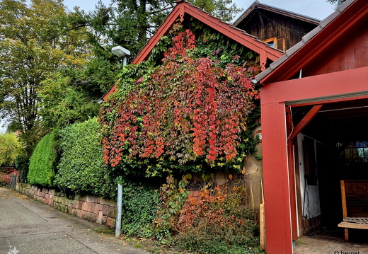 24-10-19-herbstfarben-wilhelmstrasse- (4)