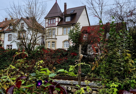 24-10-19-herbstfarben-wilhelmstrasse- (5)