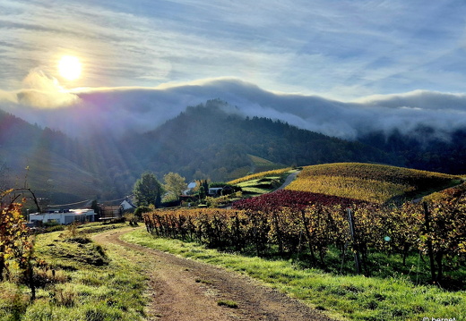 24-10-20-fessenbach-hohes horn-016 Edited