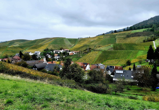 24-10-20-fessenbach-hohes horn-052