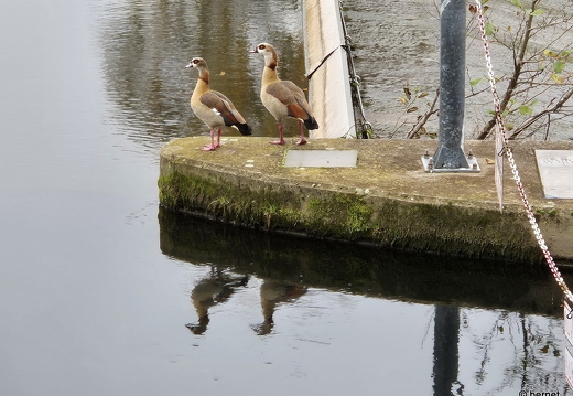 24-10-31-am grossendeich-nilgaense