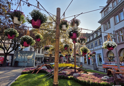 24-10-29-lahr-chrysanthema-046