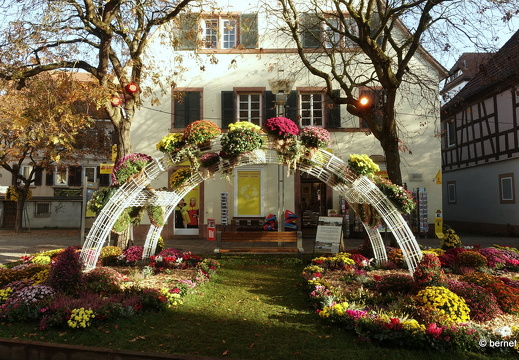 24-10-29-lahr-chrysanthema-049