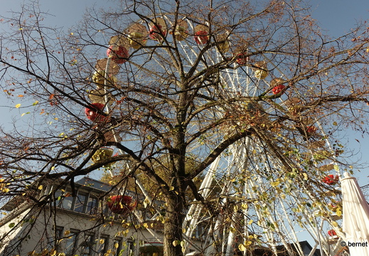 24-10-29-lahr-chrysanthema-077