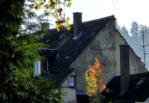 24-10-29-lahr-chrysanthema-087