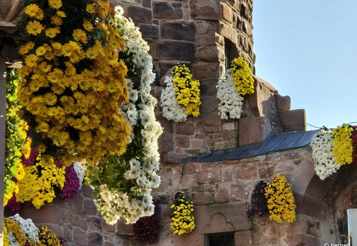 24-10-29-lahr-chrysanthema-104