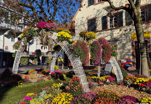 24-10-29-lahr-chrysanthema-115