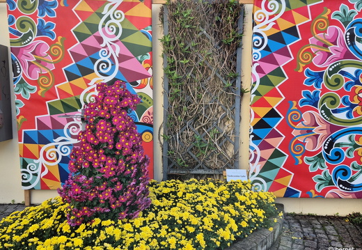 24-10-29-lahr-chrysanthema-123