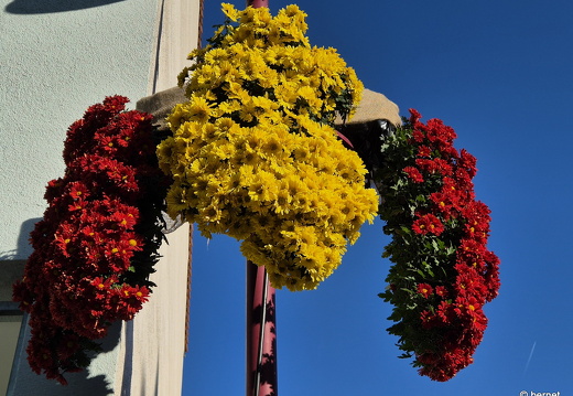 24-10-29-lahr-chrysanthema-144