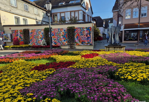 24-10-29-lahr-chrysanthema-152