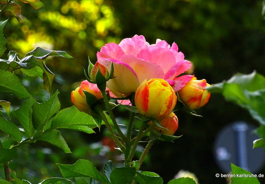 23-09-03-rosengarten-011