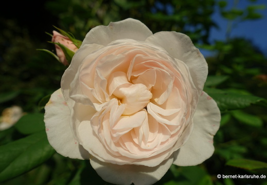 23-09-03-rosengarten-022