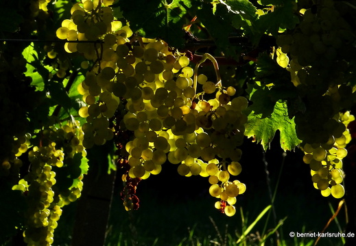 23-09-05-zell-weierbach-sonnenblumen-013