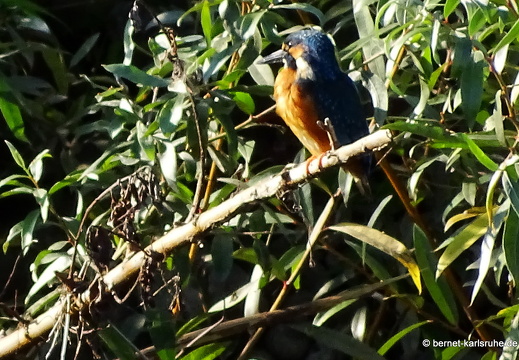 23-09-08-grossendeich-eisvogel