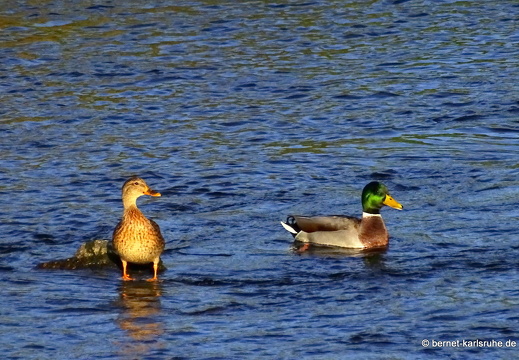 23-10-02-kinzig-enten-003