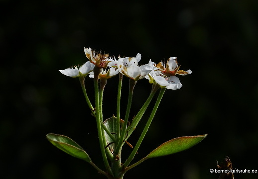 23-10-10-am grossendeich-birnenbluete-001