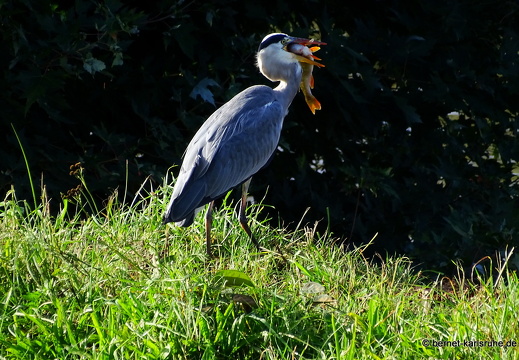 23-10-21-kinzig-reiher mit fisch-001