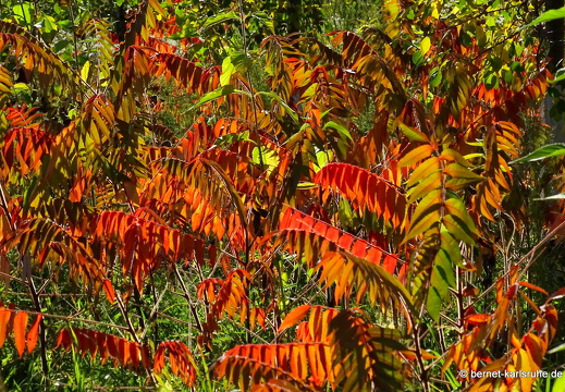 23-10-21-kinzig-wasserschutzgebiet-076