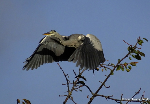 23-10-23-muehlbach-reiher-im flug-001