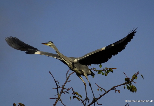 23-10-23-muehlbach-reiher-im flug-002