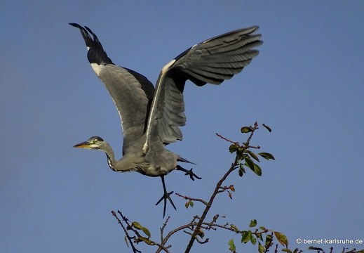 23-10-23-muehlbach-reiher-im flug-003