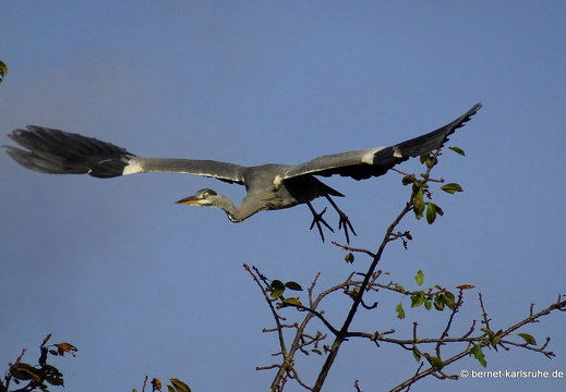 23-10-23-muehlbach-reiher-im flug-004
