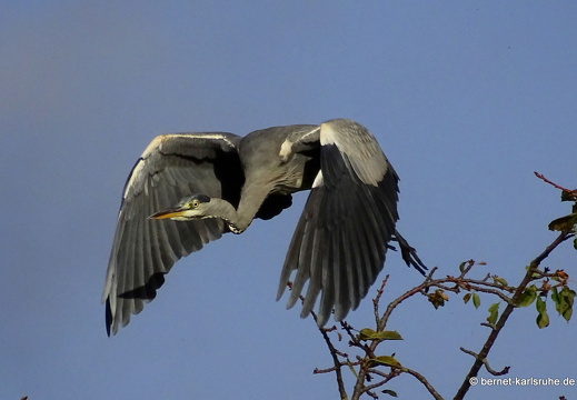 23-10-23-muehlbach-reiher-im flug-005