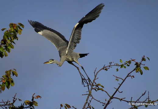 23-10-23-muehlbach-reiher-im flug-006