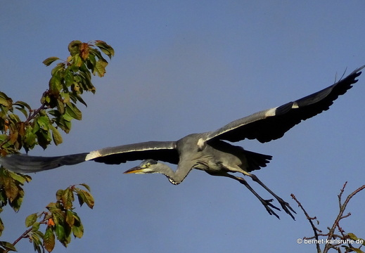 23-10-23-muehlbach-reiher-im flug-007