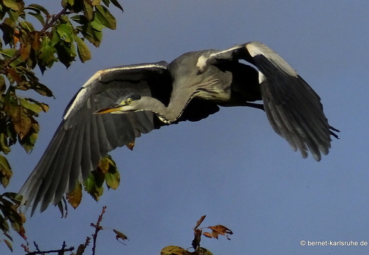 23-10-23-muehlbach-reiher-im flug-008