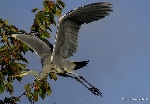 23-10-23-muehlbach-reiher-im flug-009