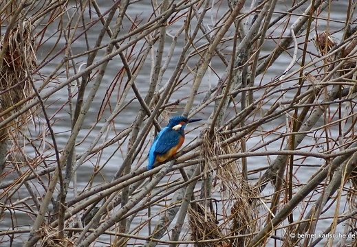 23-12-15-am grossendeich-hochwasser-eisvogel-003