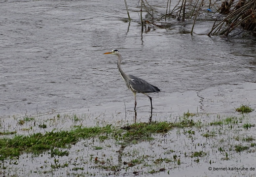 23-12-15-kinzig-hochwasser-reiher-010