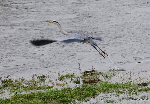 23-12-15-kinzig-hochwasser-reiher-014