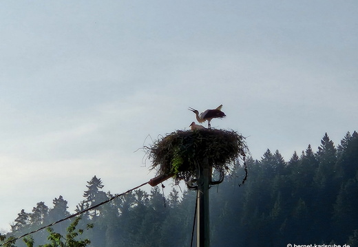 25-06-11-ortenberg-storchennest-003