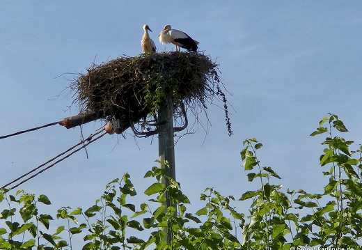 25-06-11-ortenberg-storchennest-008