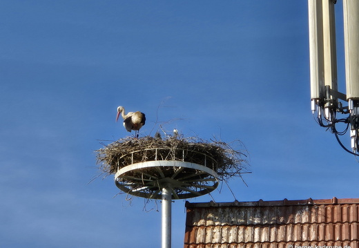 25-06-11-ortenberg-storchennest-014