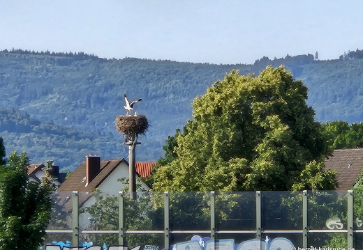 25-06-22-kinzigdeich-elgersweier-storchennest-003