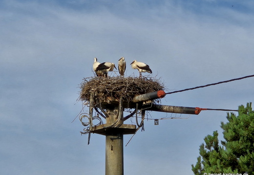 25-06-21-ortenberg-storchennest-jungstoerche-006