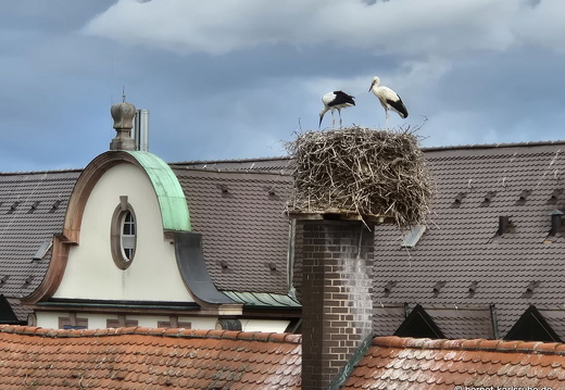 25-06-27-am marktplatz-storchennest-001