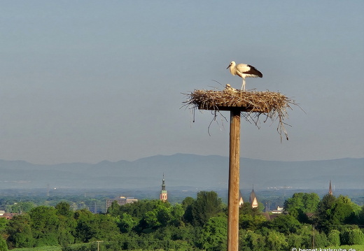 25-06-30-fessenbach-storchennest-003