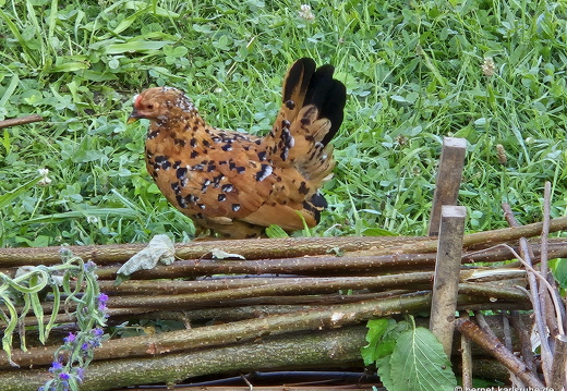 25-06-11-ortenberg-huehnergarten-007