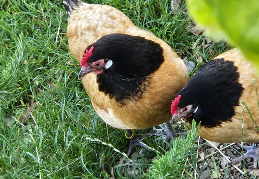 25-06-11-ortenberg-huehnergarten-005